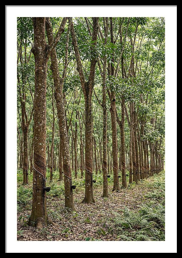 Farm Rubber Plantation Serenity