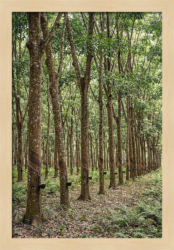 Farm Rubber Plantation Serenity