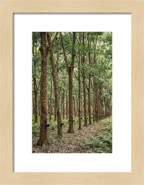 Farm Rubber Plantation Serenity