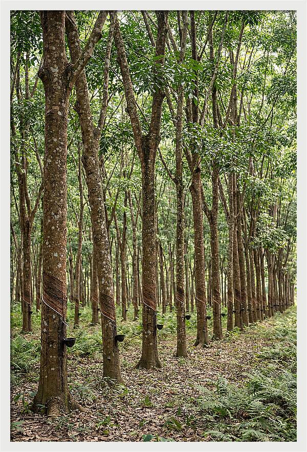Farm Rubber Plantation Serenity