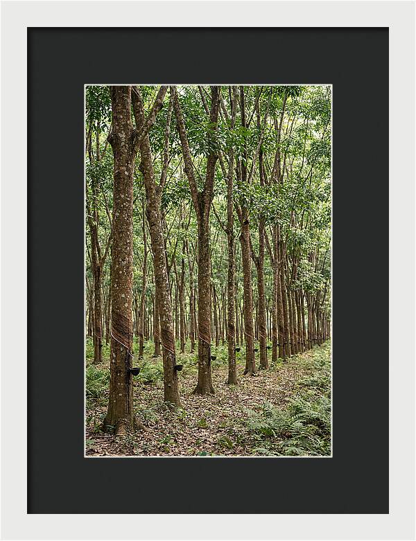 Farm Rubber Plantation Serenity