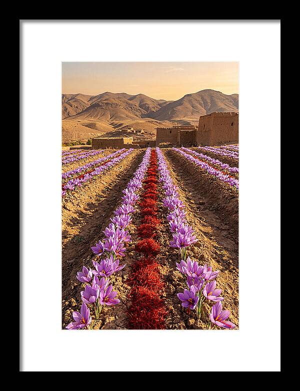 Farm Saffron Fields At Sunset