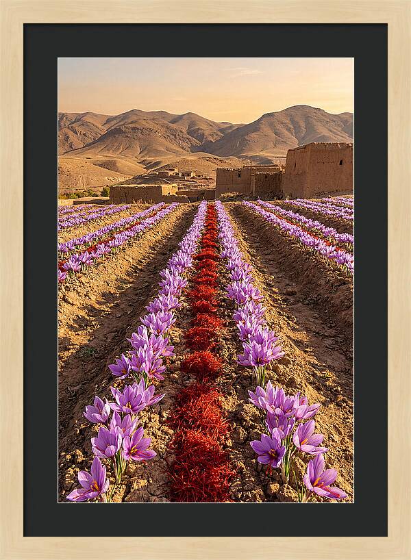 Farm Saffron Fields At Sunset