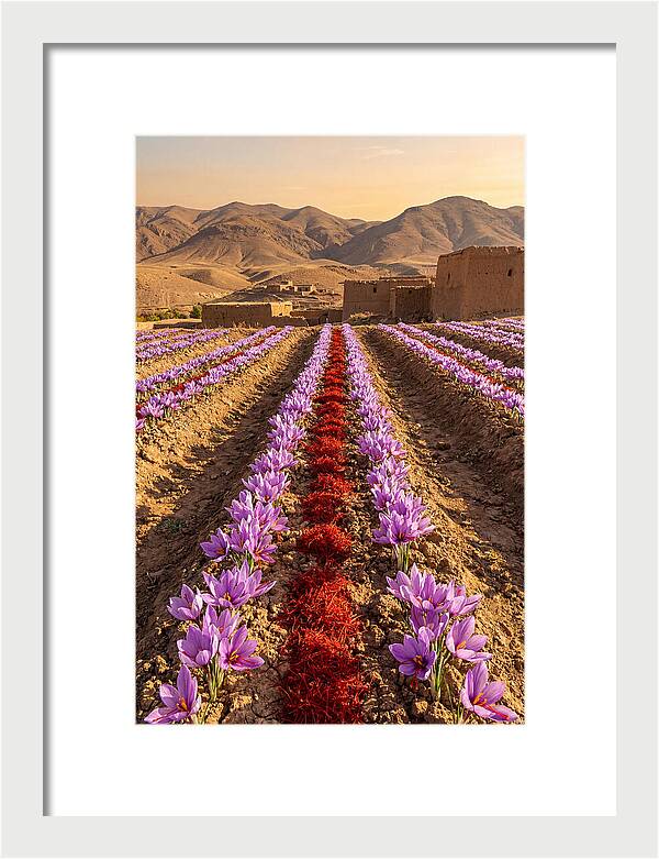 Farm Saffron Fields At Sunset