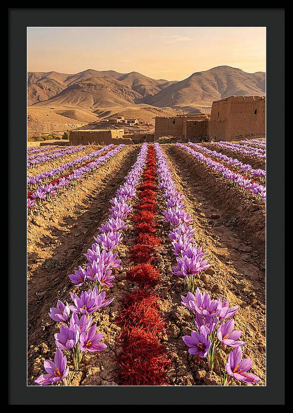 Farm Saffron Fields At Sunset