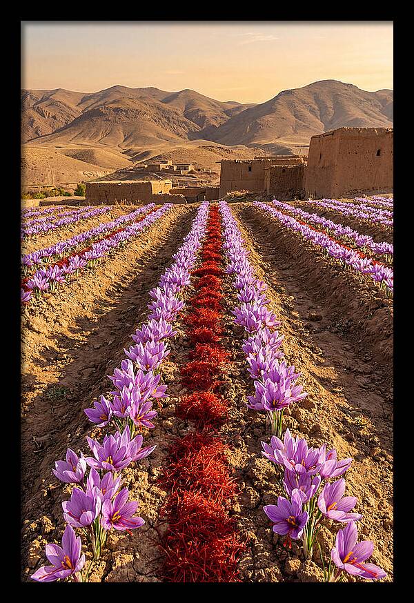 Farm Saffron Fields At Sunset