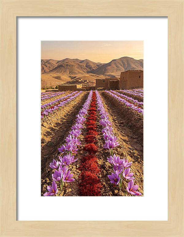 Farm Saffron Fields At Sunset