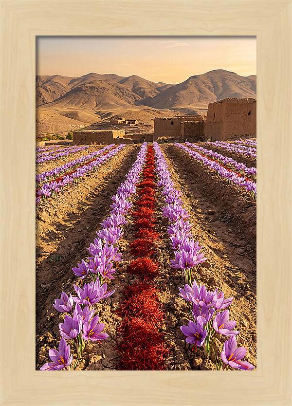 Farm Saffron Fields At Sunset