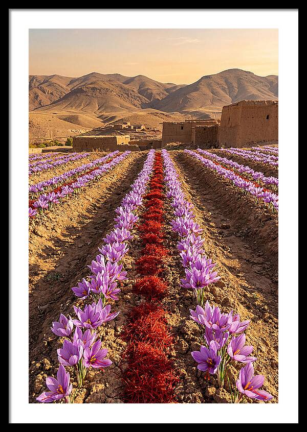 Farm Saffron Fields At Sunset