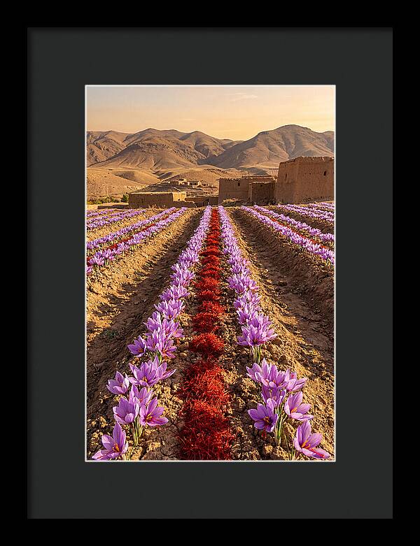 Farm Saffron Fields At Sunset