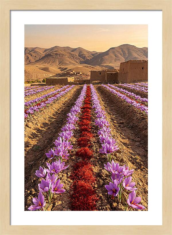 Farm Saffron Fields At Sunset