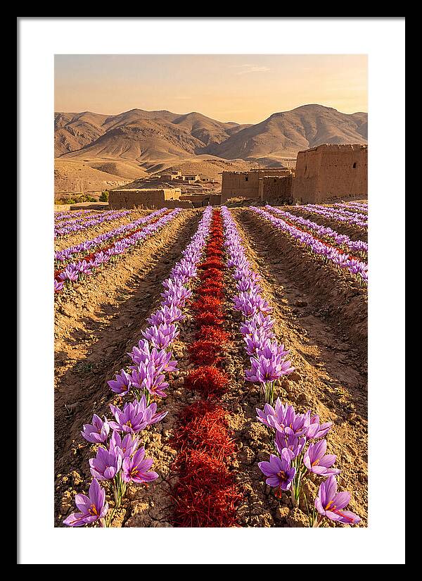 Farm Saffron Fields At Sunset