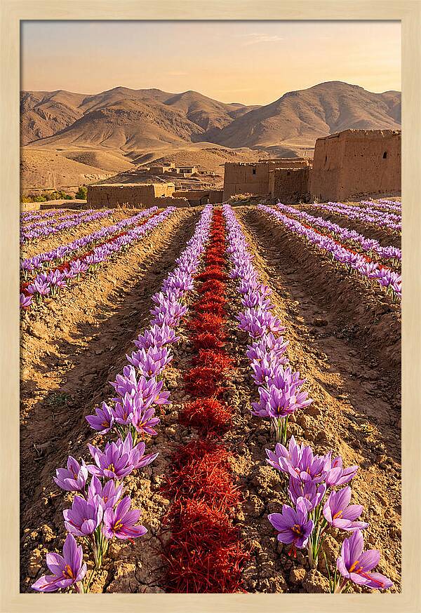 Farm Saffron Fields At Sunset