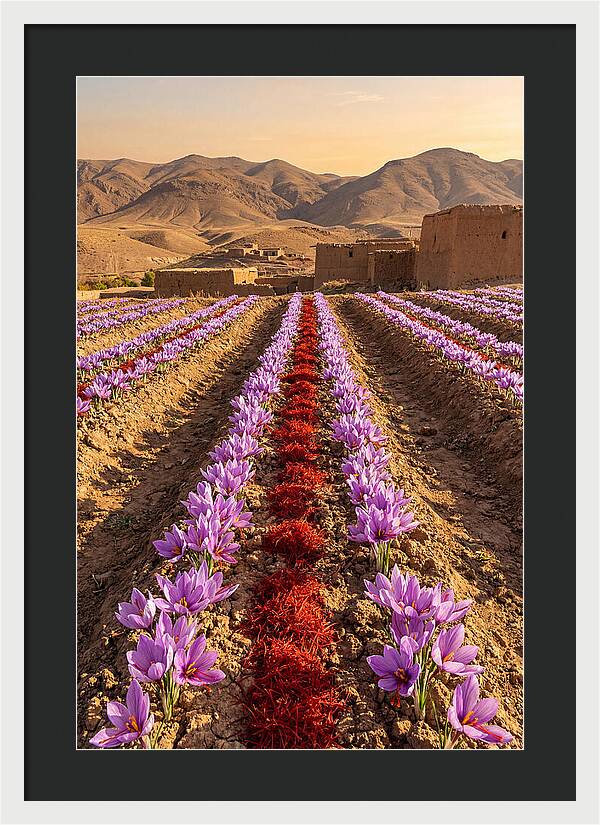 Farm Saffron Fields At Sunset