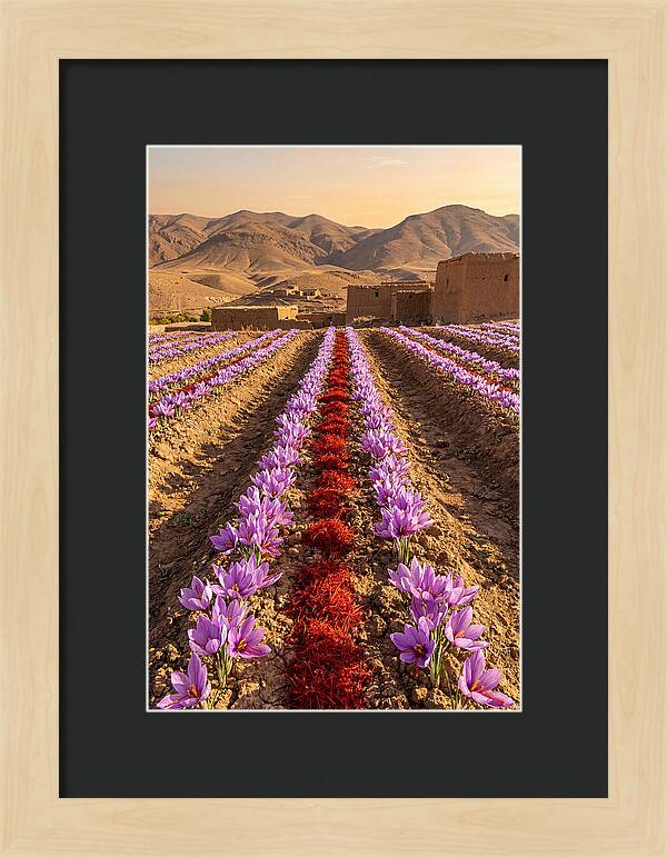 Farm Saffron Fields At Sunset