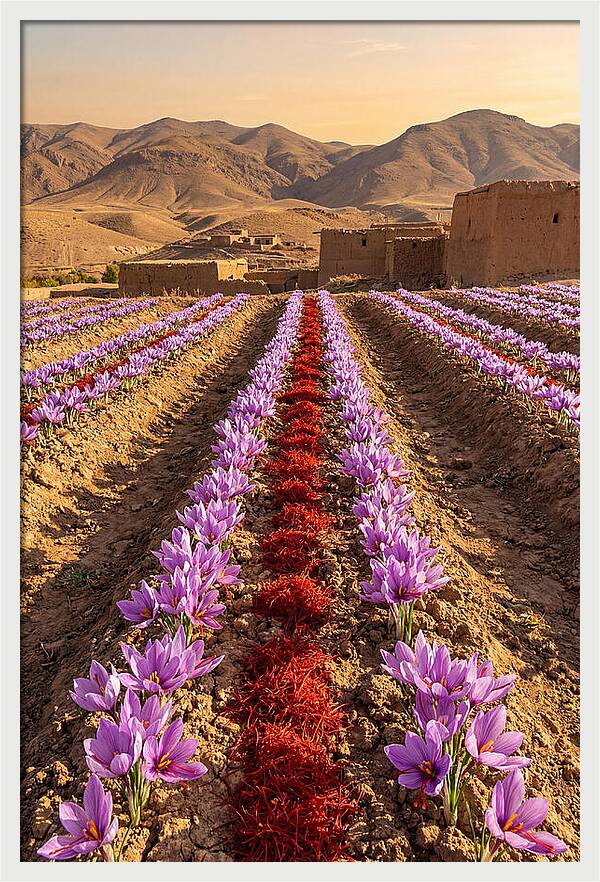 Farm Saffron Fields At Sunset