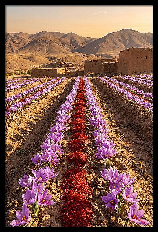 Farm Saffron Fields At Sunset