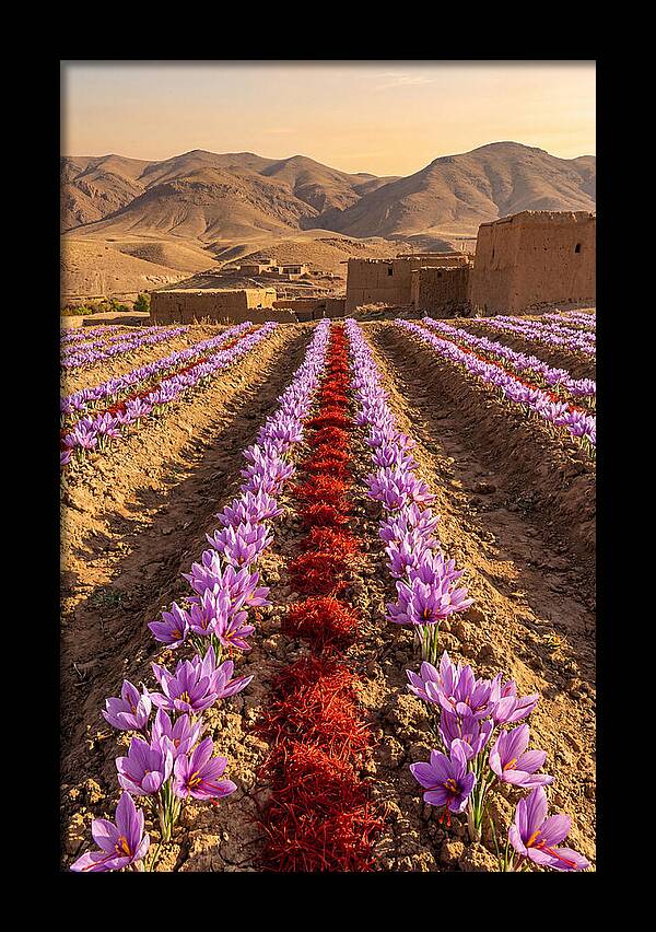 Farm Saffron Fields At Sunset