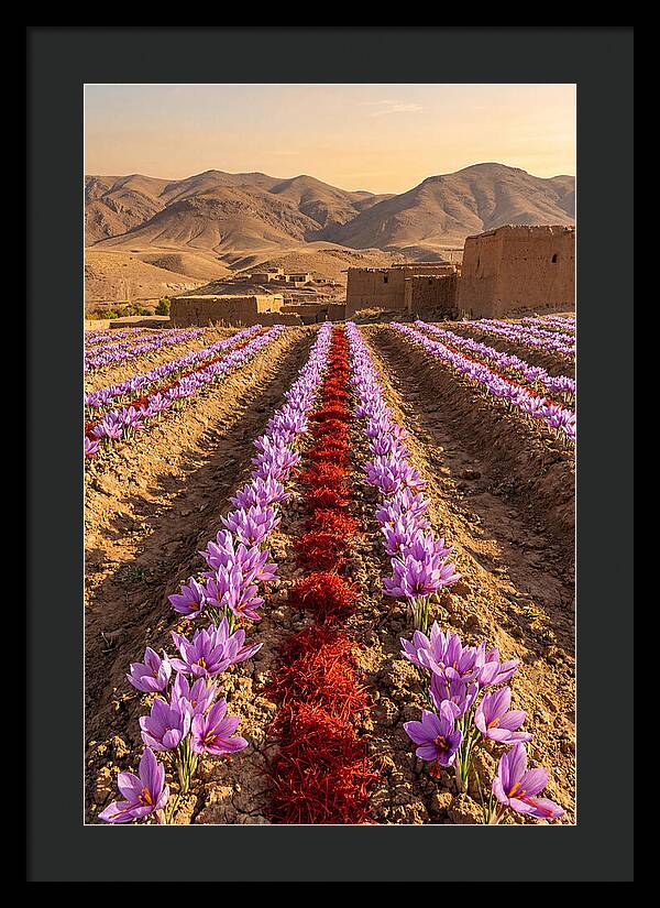 Farm Saffron Fields At Sunset