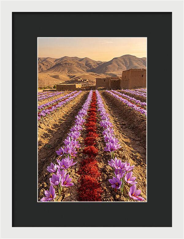 Farm Saffron Fields At Sunset