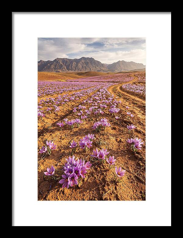Farm Saffron Fields In Iran