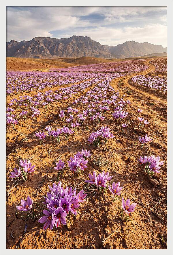 Farm Saffron Fields In Iran