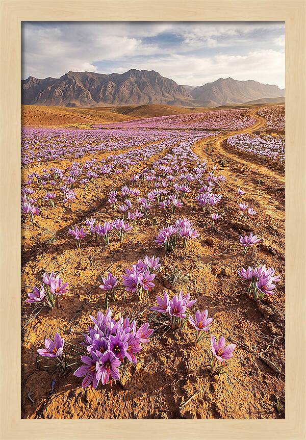 Farm Saffron Fields In Iran