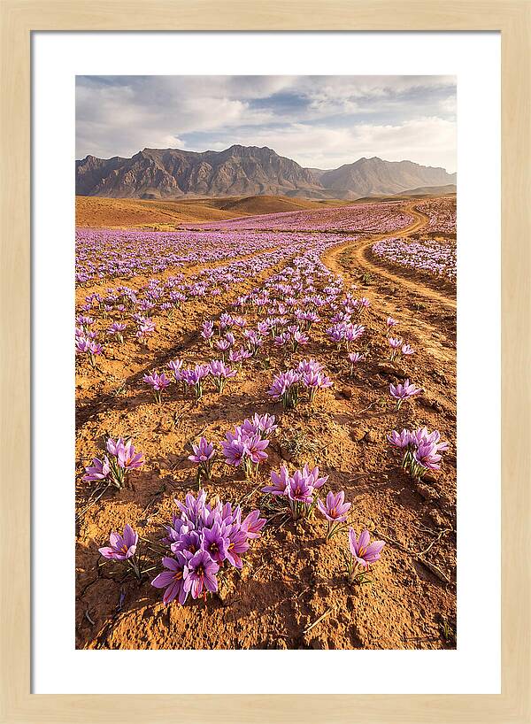 Farm Saffron Fields In Iran