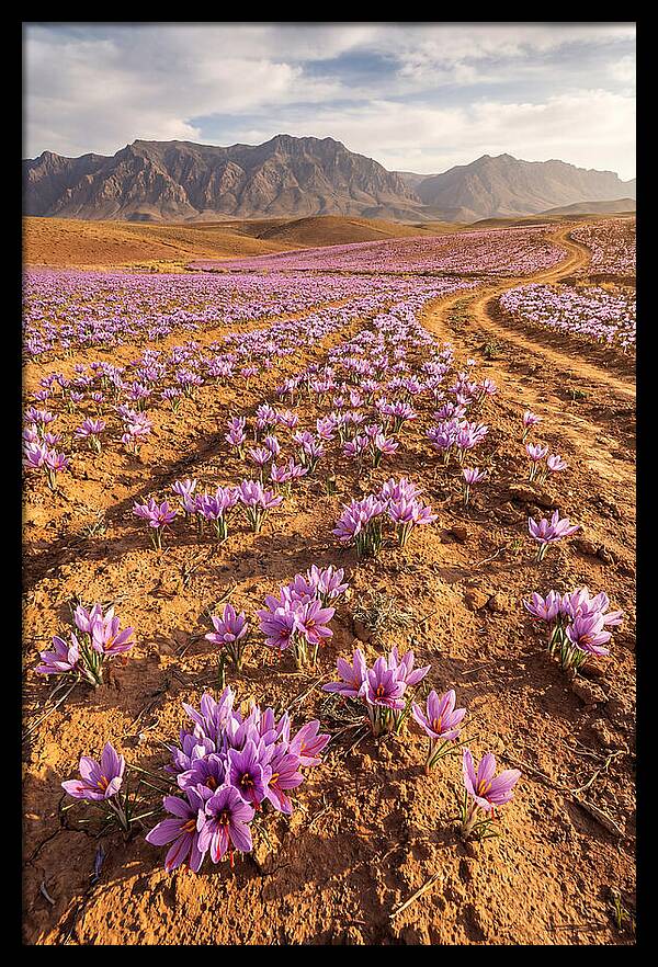 Farm Saffron Fields In Iran