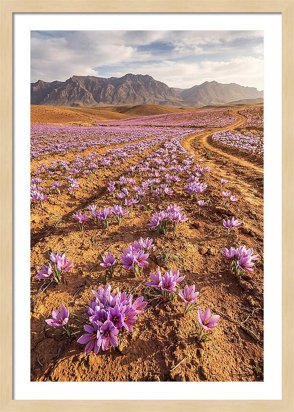 Farm Saffron Fields In Iran