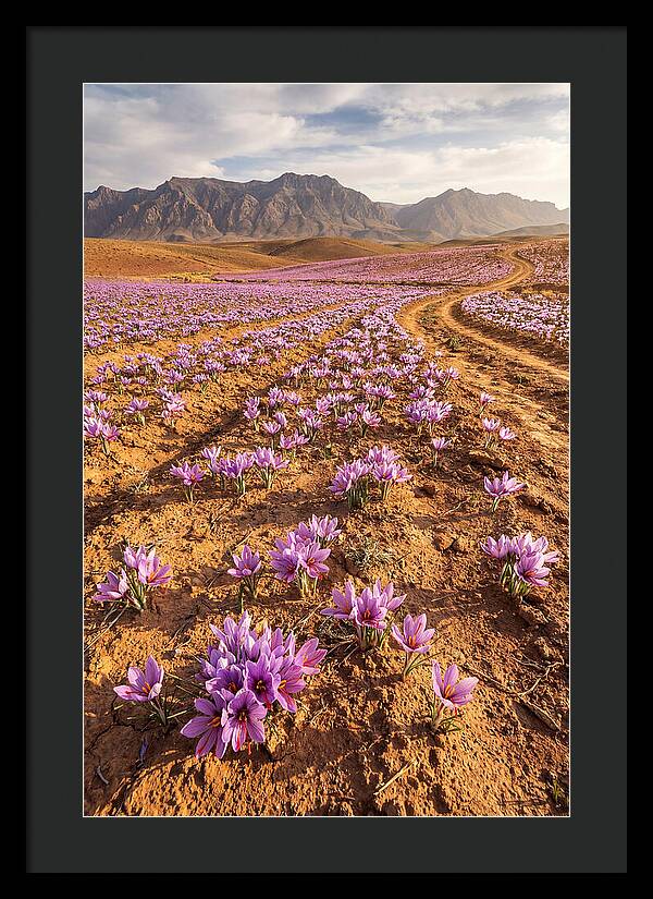 Farm Saffron Fields In Iran