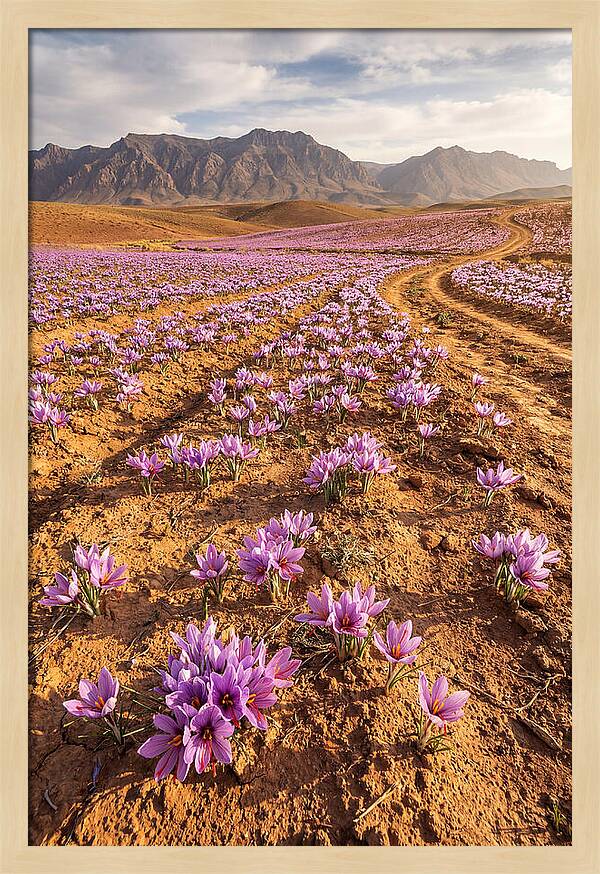 Farm Saffron Fields In Iran