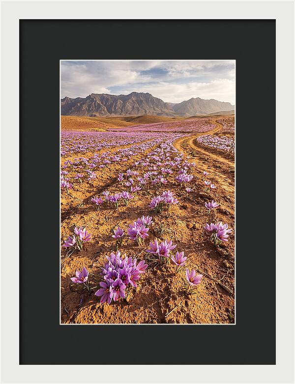 Farm Saffron Fields In Iran
