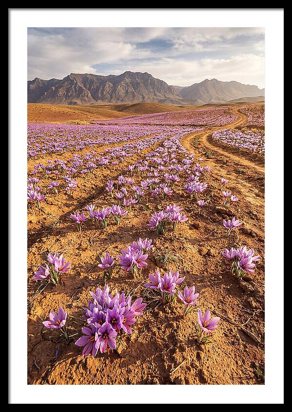 Farm Saffron Fields In Iran