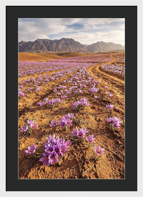 Farm Saffron Fields In Iran