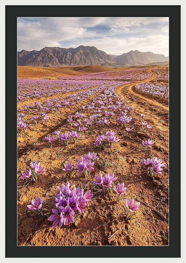 Farm Saffron Fields In Iran