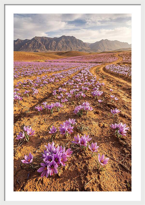 Farm Saffron Fields In Iran