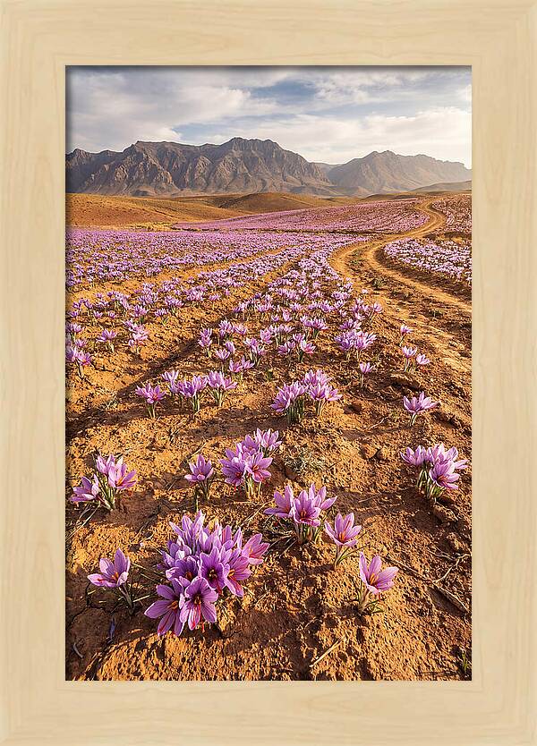 Farm Saffron Fields In Iran