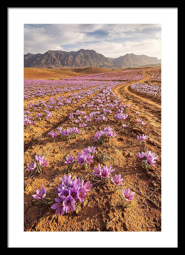 Farm Saffron Fields In Iran