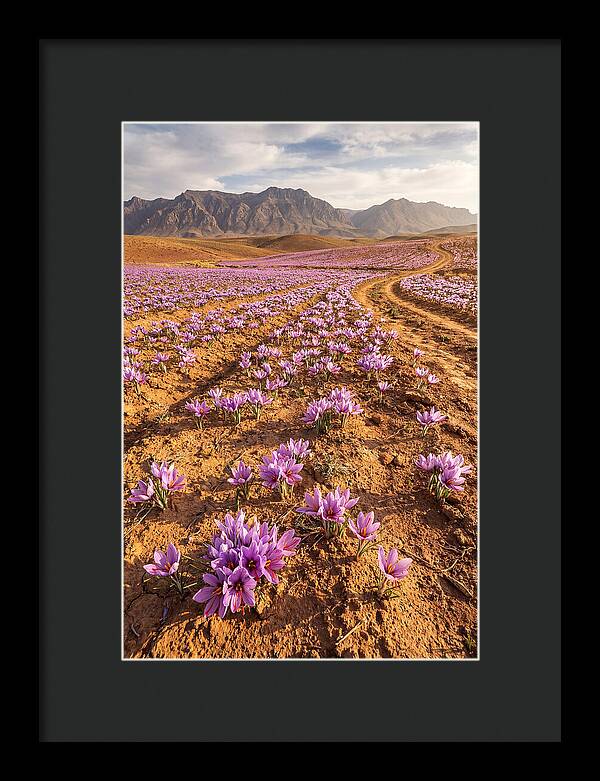 Farm Saffron Fields In Iran