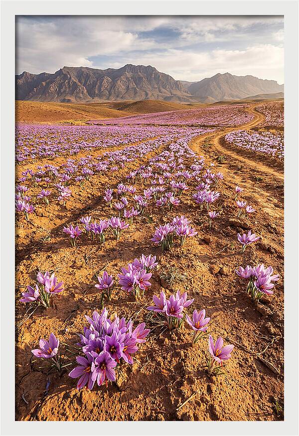 Farm Saffron Fields In Iran