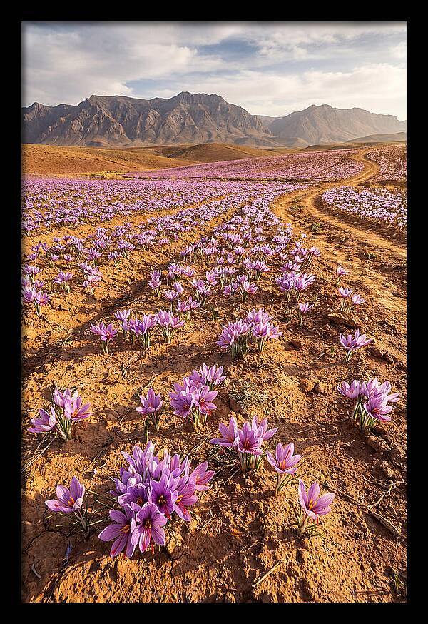 Farm Saffron Fields In Iran