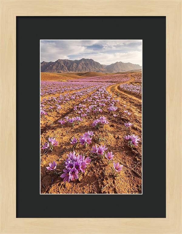 Farm Saffron Fields In Iran