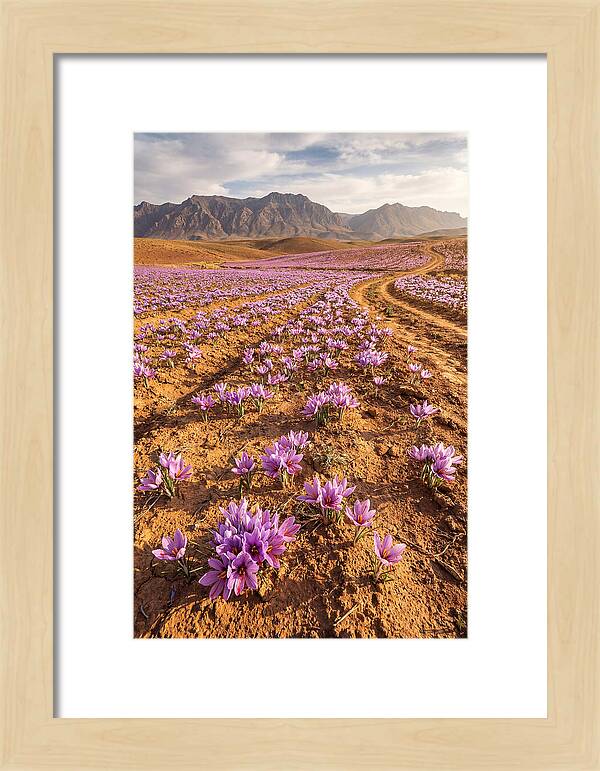 Farm Saffron Fields In Iran