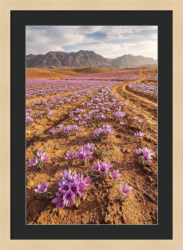 Farm Saffron Fields In Iran