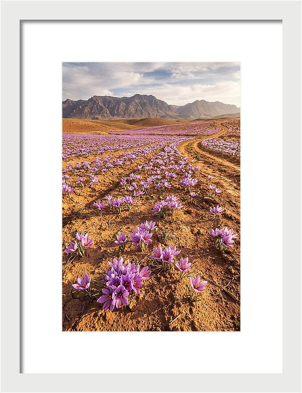 Farm Saffron Fields In Iran