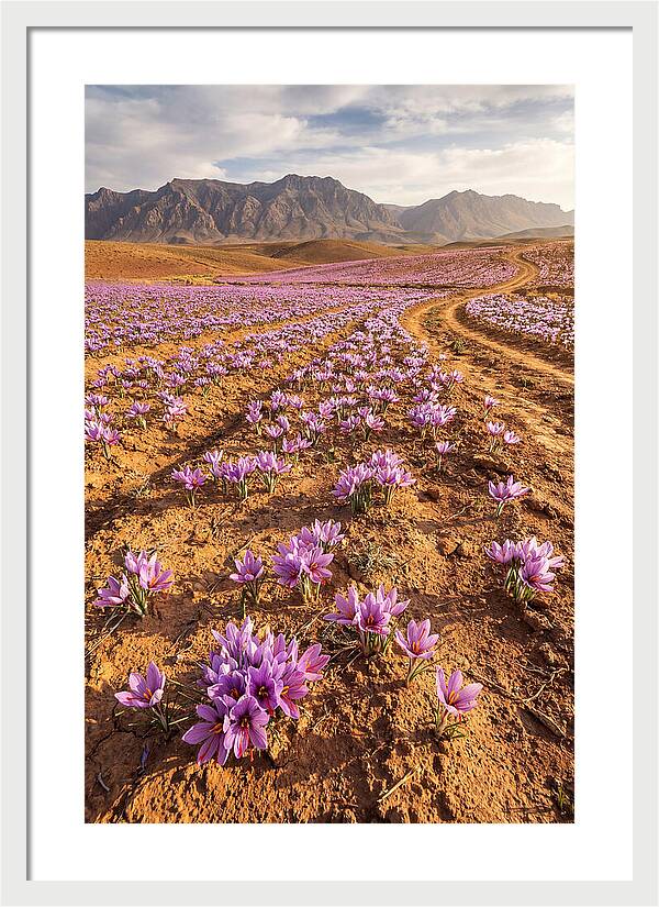 Farm Saffron Fields In Iran