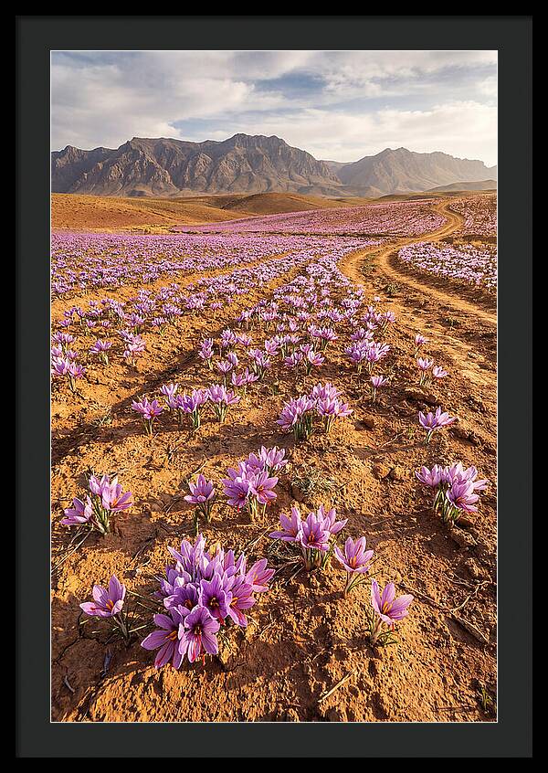 Farm Saffron Fields In Iran