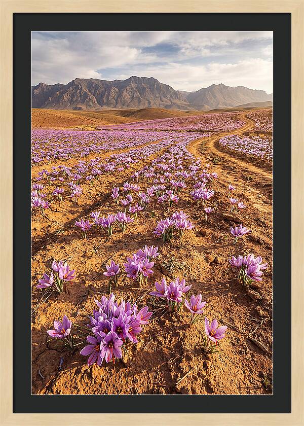 Farm Saffron Fields In Iran