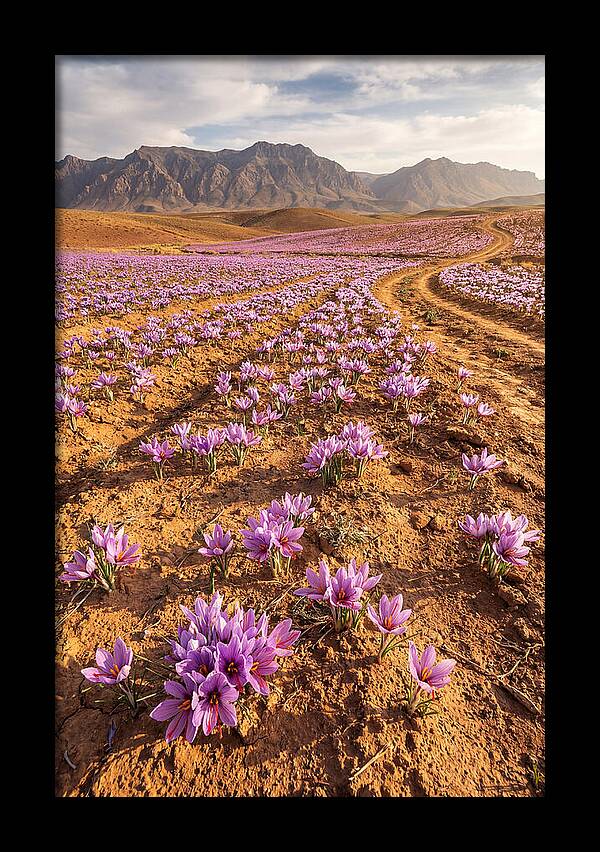 Farm Saffron Fields In Iran
